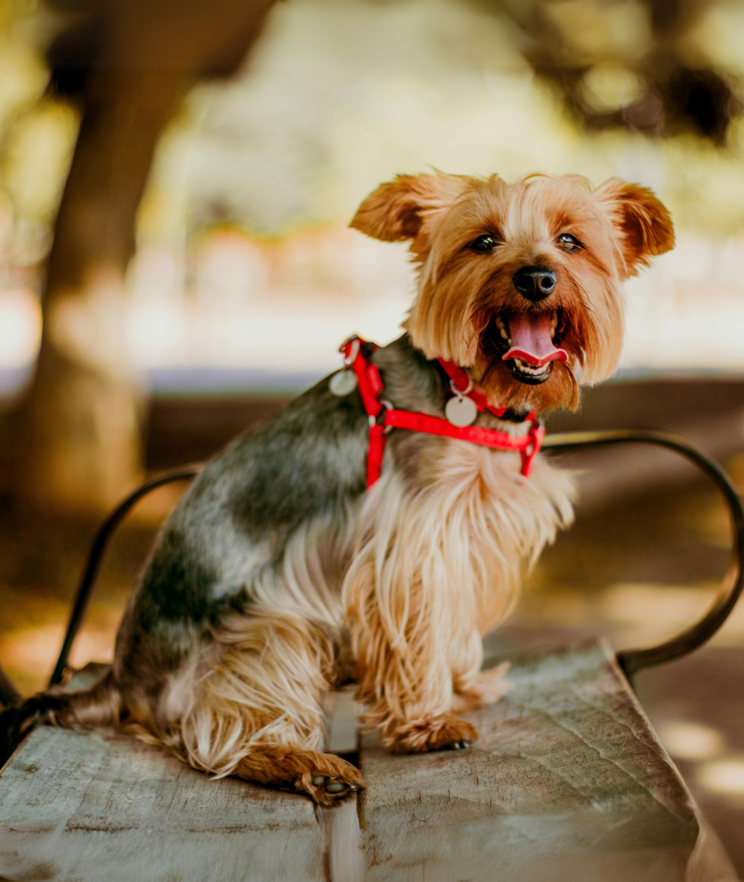 Entspannung, wo Ihr Hund mitkommen kann