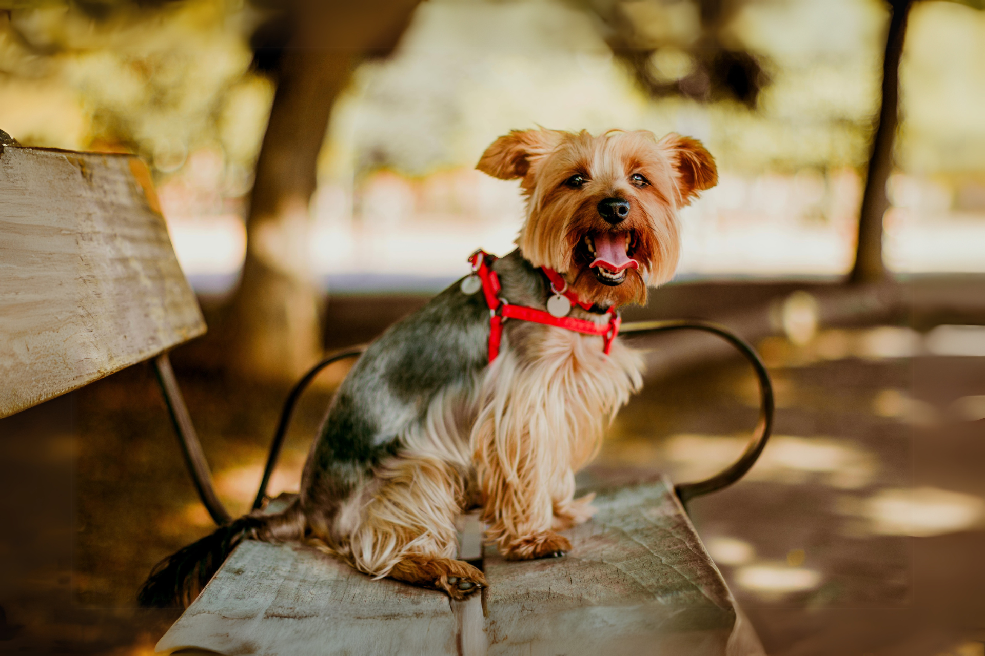 Pihenés, ahová a kutyád is jöhet