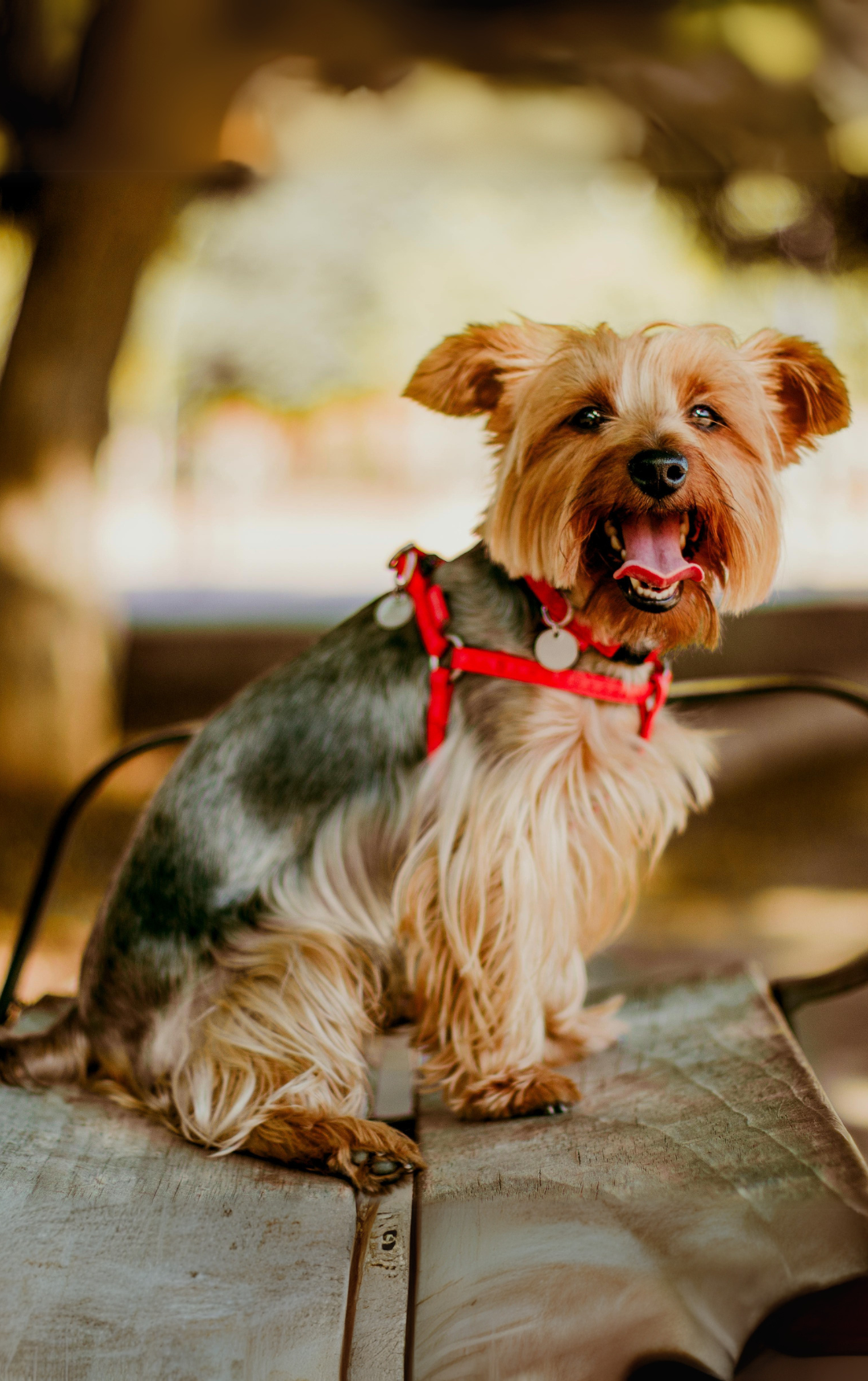 Pihenés, ahová a kutyád is jöhet